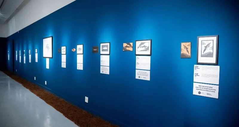 Entre cardumes, memórias e tecnologia: MAC estreia exposição imersiva inspirada no litoral nordestino