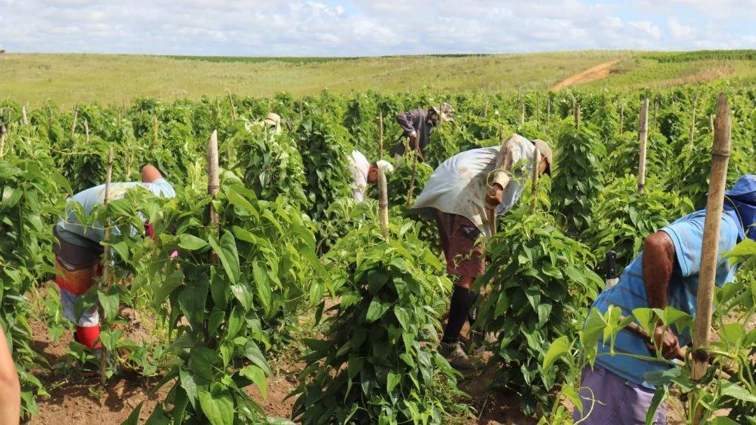 Aquisição de alimentos: Estado lança editais para cadastramento de agricultores e cooperativas