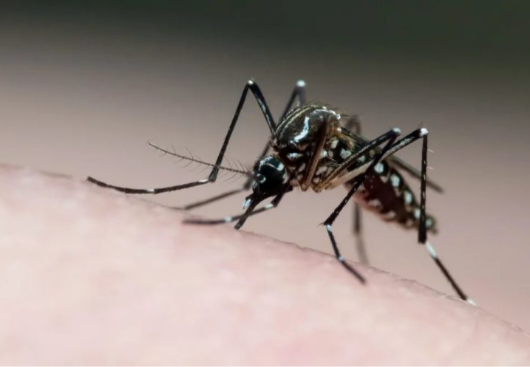 PARAÍBA JÁ: 'Paraíba confirma terceira morte por dengue em 2024'