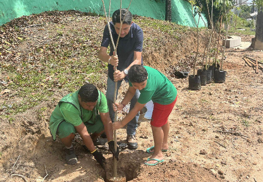 Urbanização e paisagismo  Semam planta 140 novas árvores nas calçadas e canteiro central da Avenida Ruy Carneiro