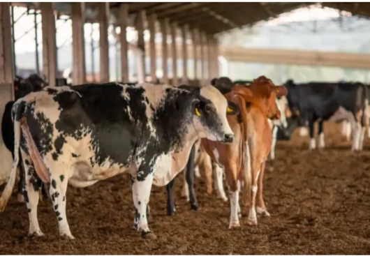 Receita investiga sonegação de quase R$ 1 bilhão em venda de gado — Paraíba Já