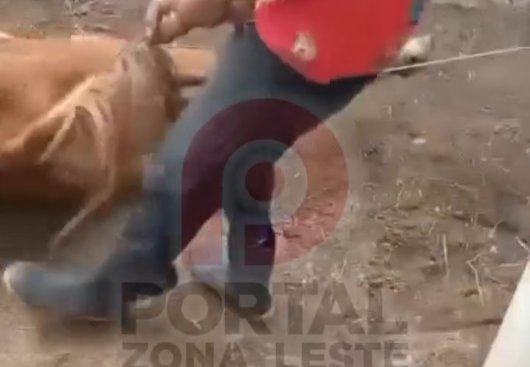 Reprodução