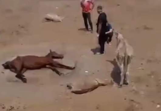 MAUS TRATOS OFICIALIZADO NA PREFEITURA DE CAMPINA GRANDE: Veja mais imagens da situação dos animais que estão morrendo à míngua no Centro de Zoonozes - MARCOS REPÓRTER