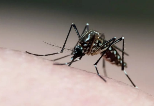 PB registra redução de casos de dengue, chikungunya, zika e febre oropouche em 2025