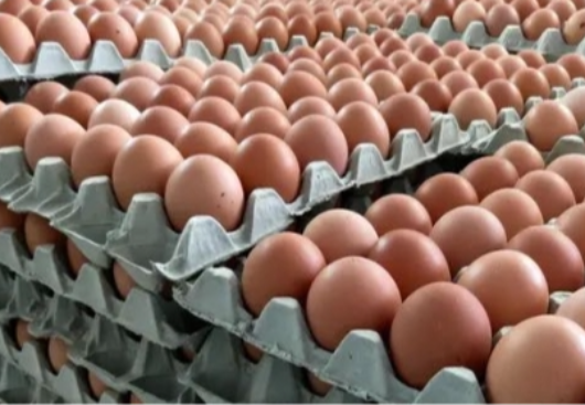 Produção de ovos sobe 40% no Cariri paraibano
