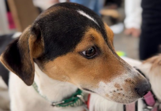 Evento de adoção responsável de cães e gatos acontece nesta quinta, em JP