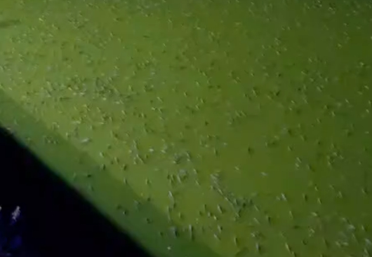 EM CAMPINA GRANDE NÃO EXISTE MINISTÉRIO PÚBLICO- IMAGENS ESTARRECEDORAS: PEIXES MORREM SEM OXIGÊNIO EM MEIO À PODRIDÃO E AO CAOS NO CARTÃO-POSTAL DE CAMPINA GRANDE - PREFEITURA ABANDONOU O AÇUDE VELHO