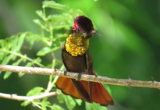 nacional no turismo de observação de aves com iniciativas incluídas