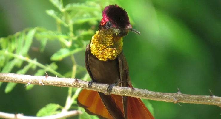 nacional no turismo de observação de aves com iniciativas incluídas