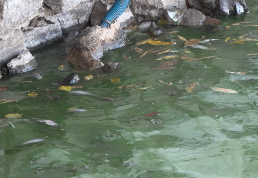 LIXO, PODRIDÃO E ANIMAIS MORTOS, AÇUDE VELHO VAI MORRENDO